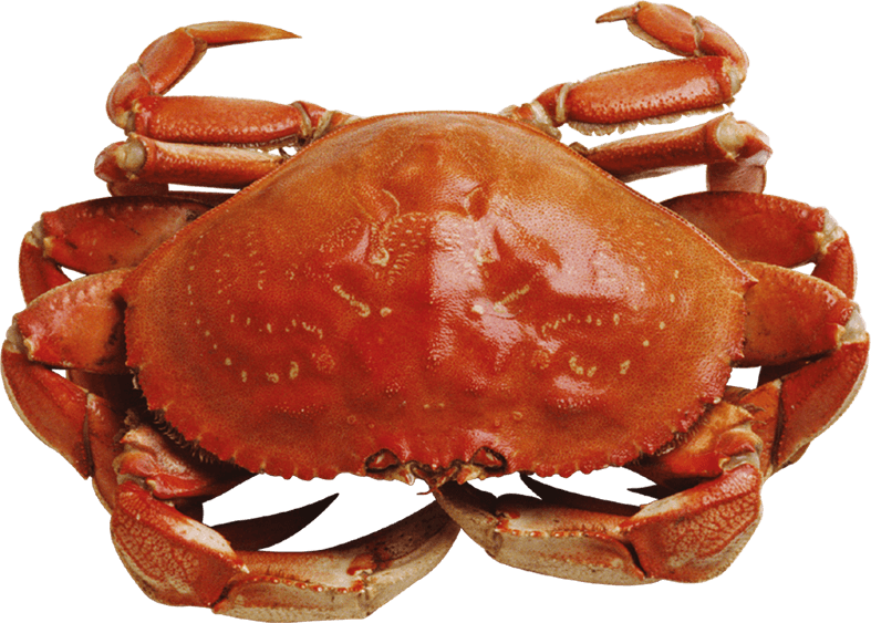 Seafood PNG