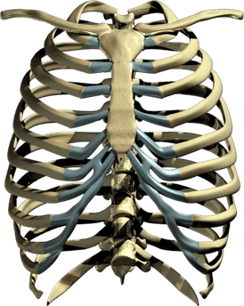 Rib Cage PNG