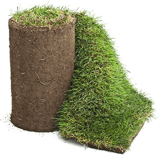 Green Carpet Grass PNG