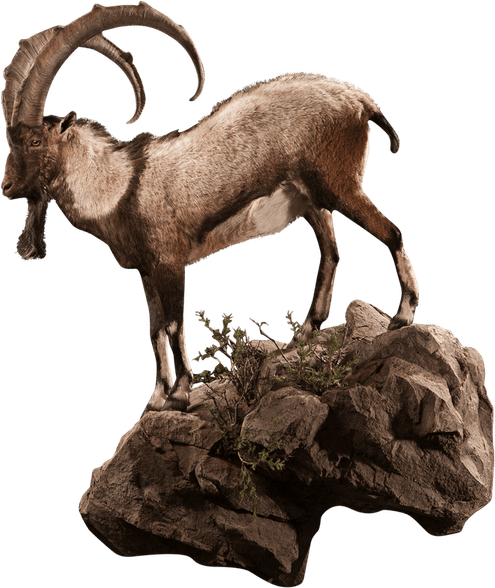 Ibex PNG