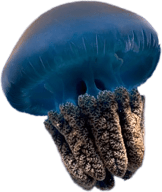 Jellyfish PNG