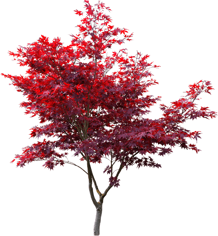 Maple Tree PNG