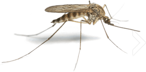 Mosquito PNG