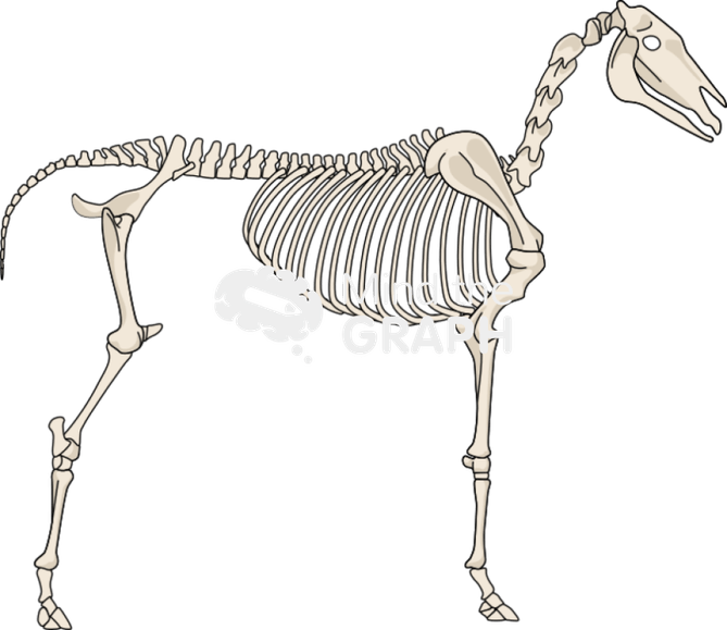 Horse Skull PNG