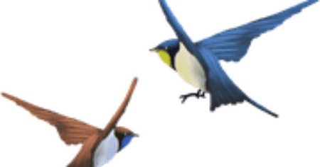Bird Flying PNG