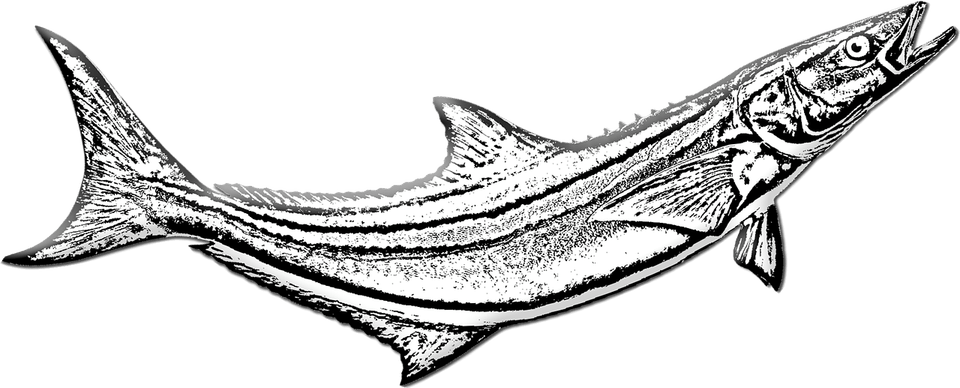 Cobia Fish PNG