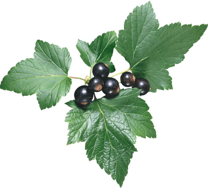 Blackcurrant PNG