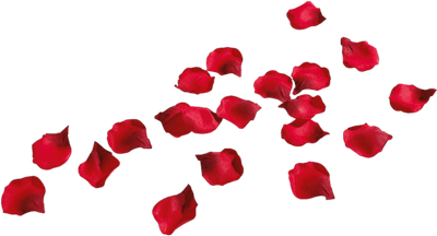 Rose Petals PNG