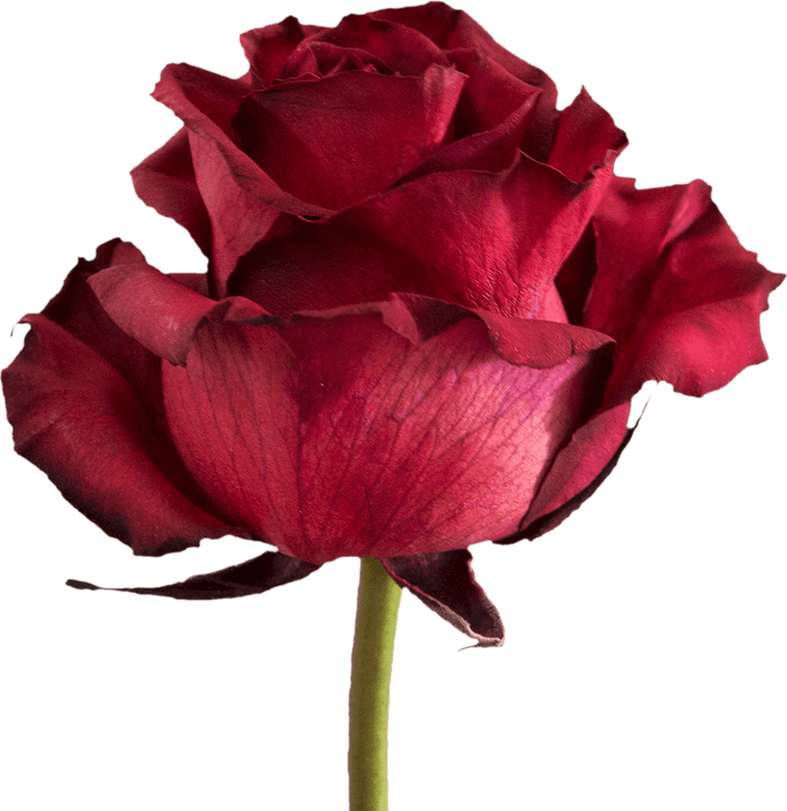 Burgundy Rose PNG