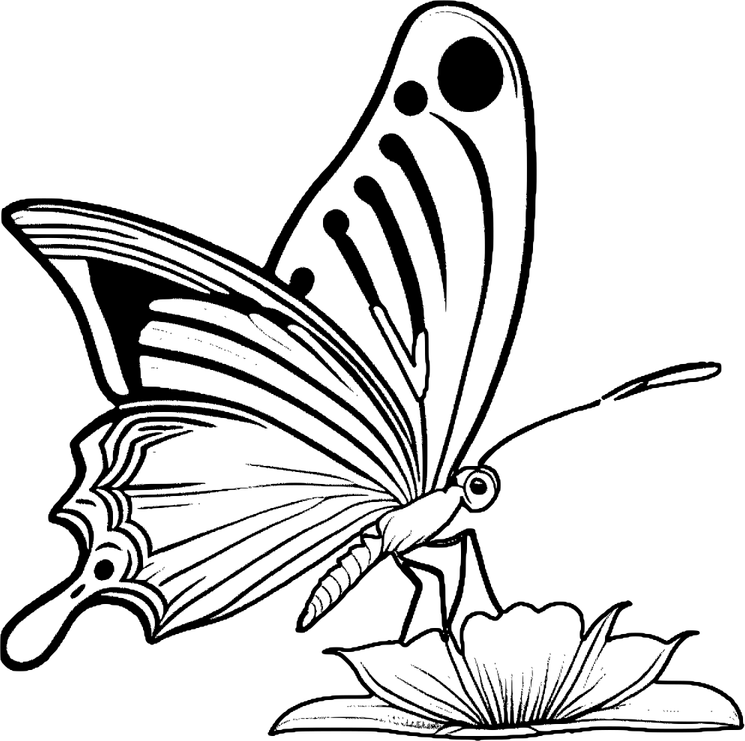 Cute Butterfly PNG