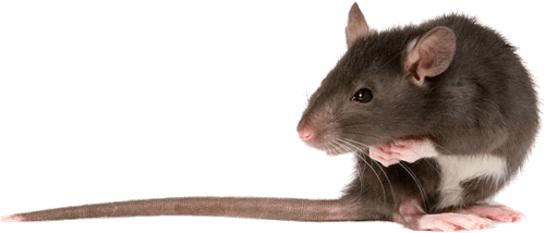 Rat PNG