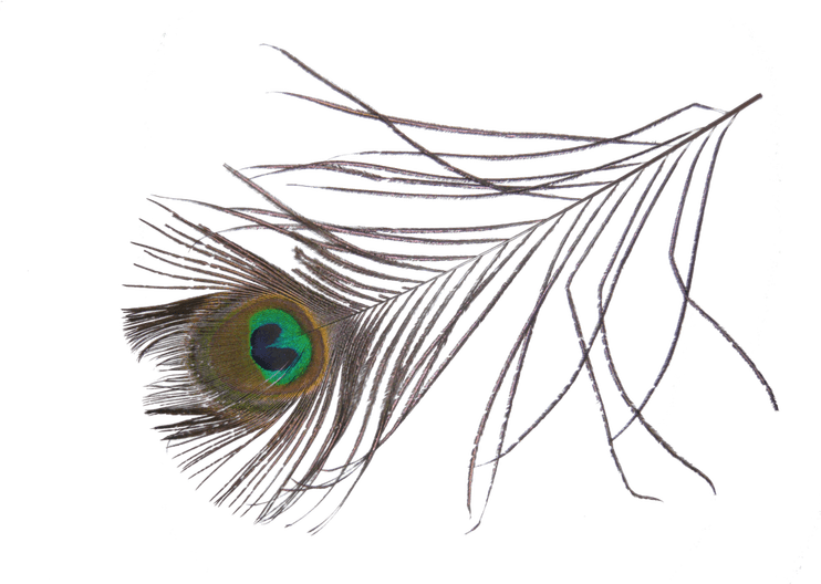 Peacock Feather PNG