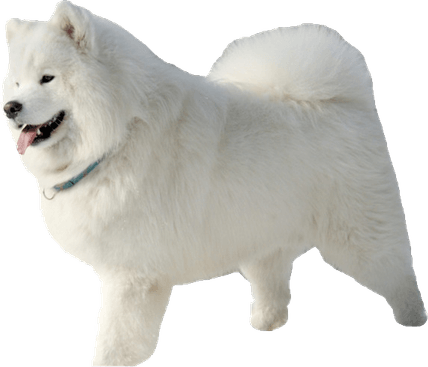 Samoyed Dog PNG