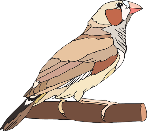 Finch Bird PNG