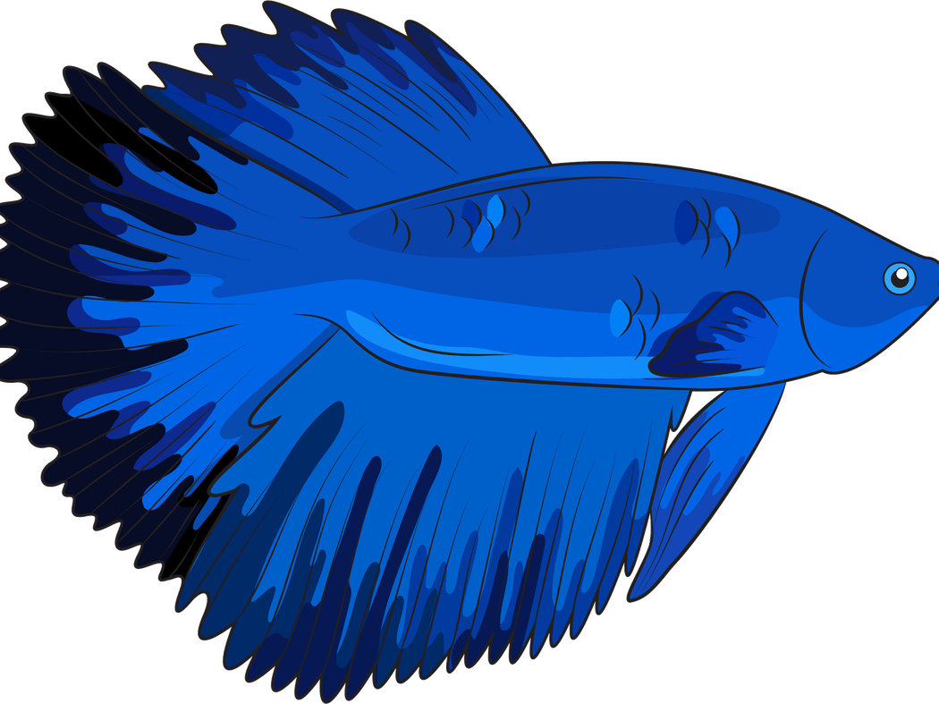Betta Fish PNG