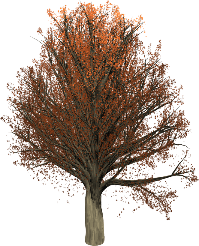 Oak Tree PNG