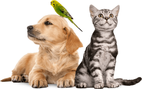 Dog Cat PNG