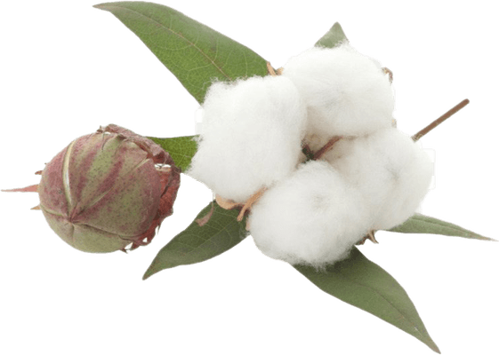 Organic Cotton PNG