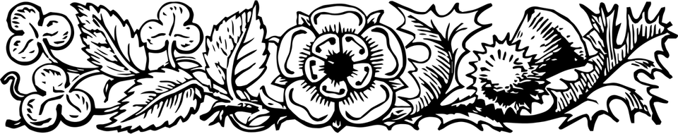 Flower Divider PNG