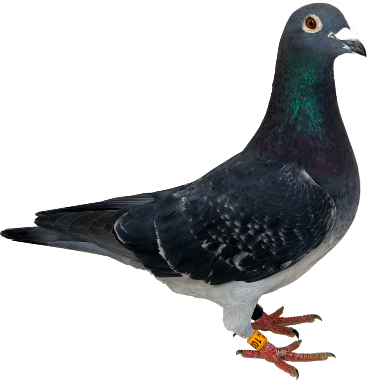 Dove Bird PNG