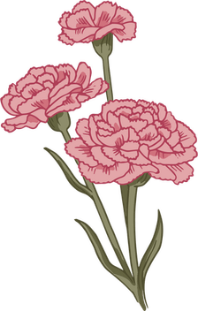 Carnation PNG