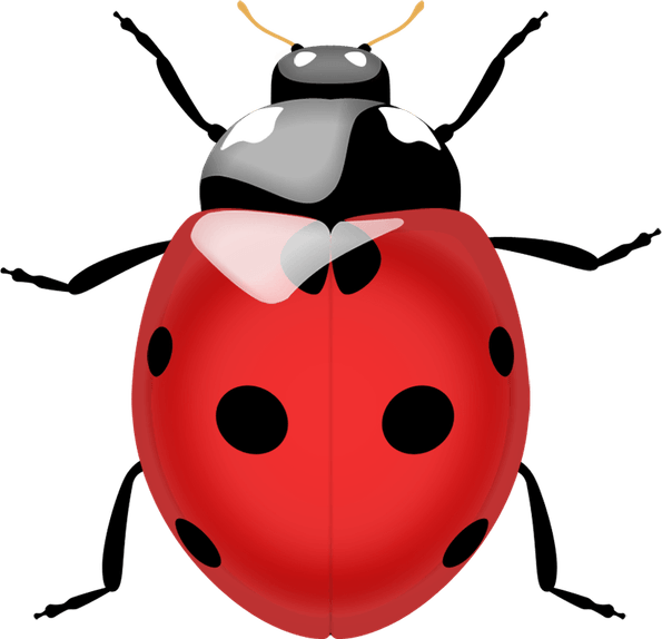 Ladybird Beetle PNG