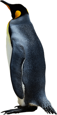 Emperor Penguin PNG