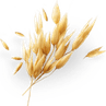 Oat PNG