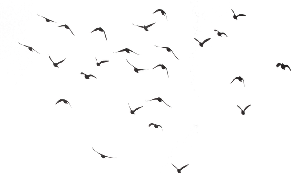 Flock Of Birds PNG