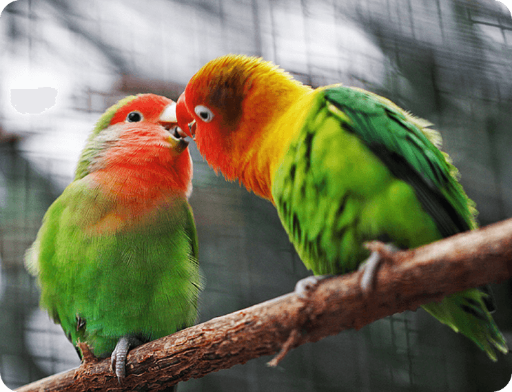 Pet Bird PNG