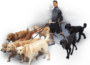 Walking Dog PNG