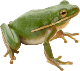 Frog PNG