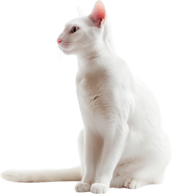 Javanese Cat PNG