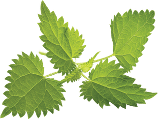 Nettle PNG