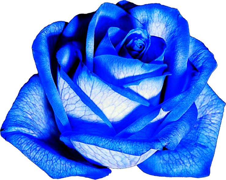 Blue Roses PNG