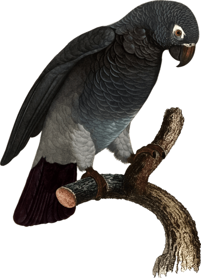 Grey Parrot PNG