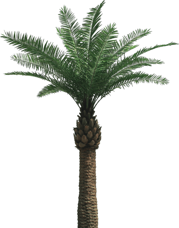 Khajoor Tree PNG
