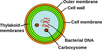Phytoplankton PNG