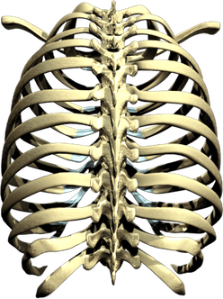 Rib Cage PNG