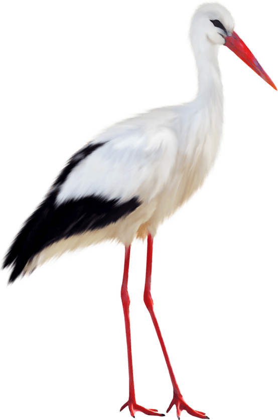 Stork PNG