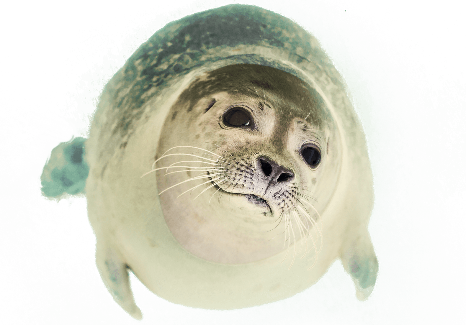 Harbor Seal PNG