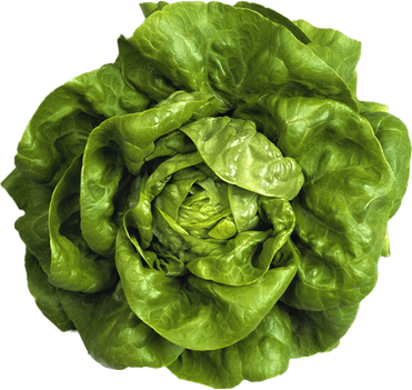 Lettuce PNG