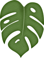 Jungle Leaf PNG