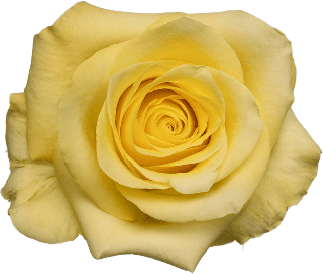 Infinity Rose PNG