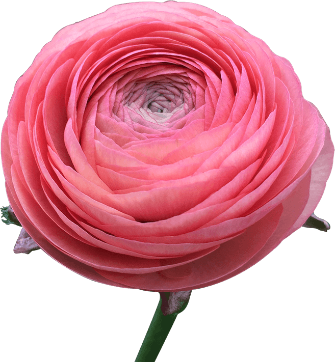 Coral Flower PNG