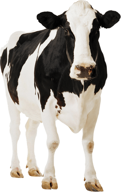 Indian White Cow PNG