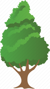 Hemlock Tree PNG