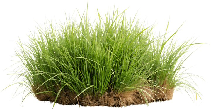 Buffalo Grass PNG