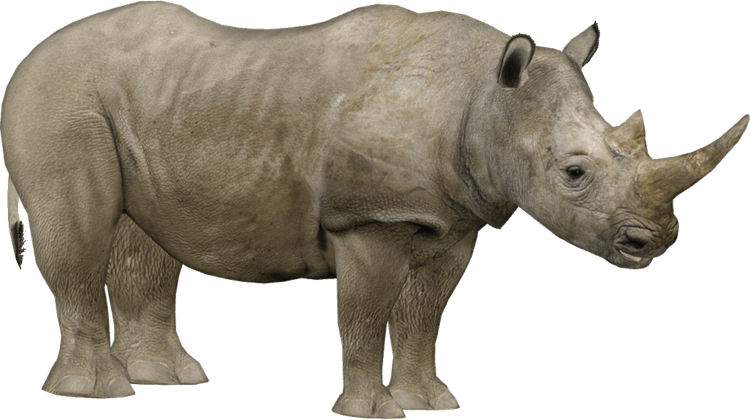 White Rhinoceros PNG