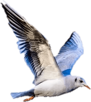 Ocean Birds PNG
